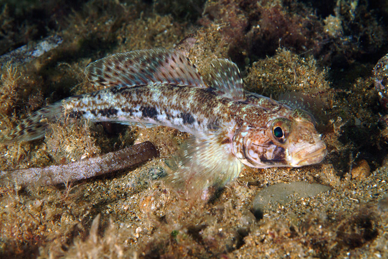 Gobius geniporus